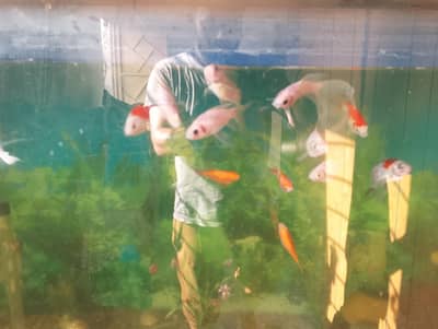 Fish Aquarium