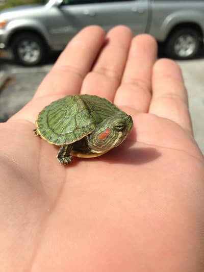Turtle