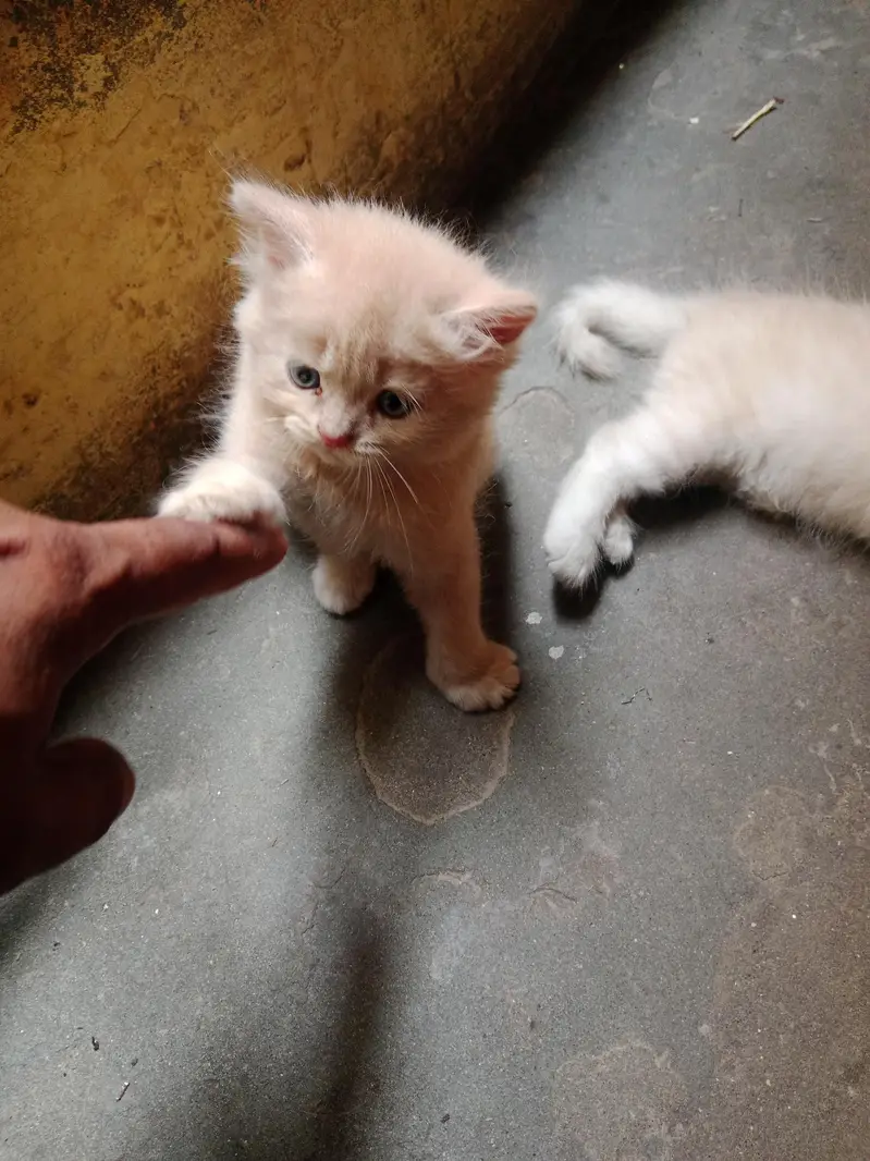 ماشاءاللہ بلی اور تین بچے ہیں — photo 5