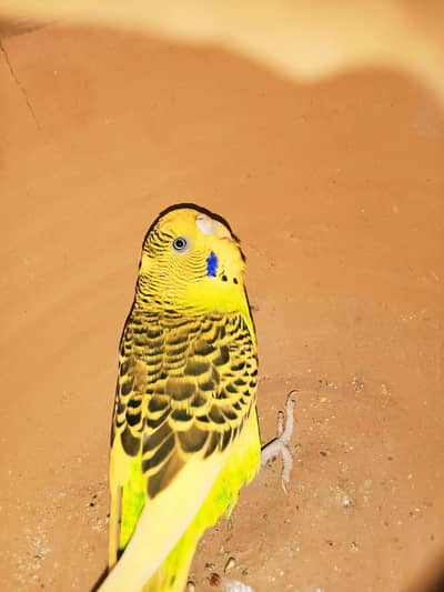 Breeder pairs for sale
