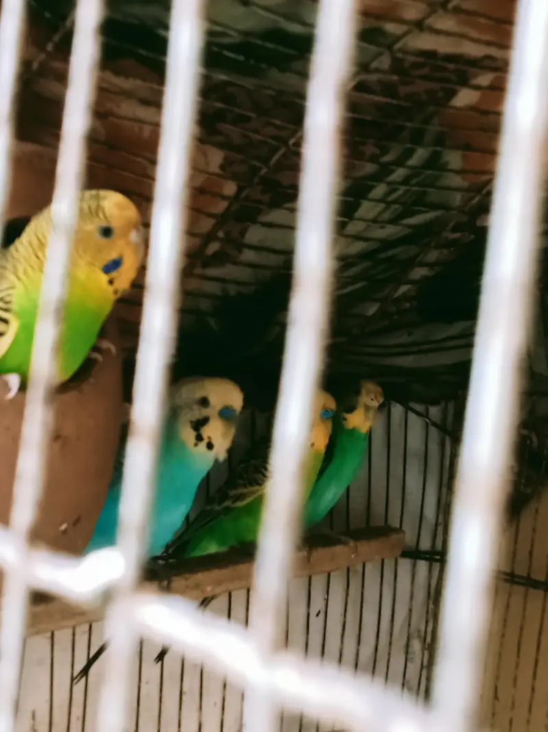 Breeder pairs for sale — photo 3