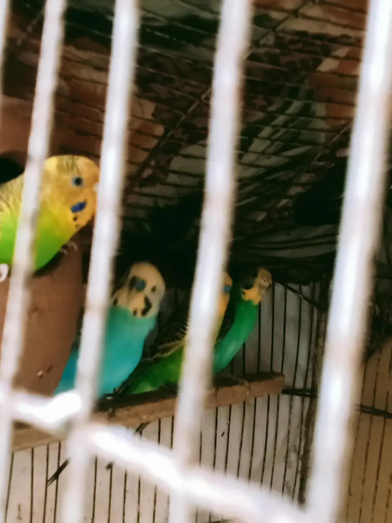 Breeder pairs for sale — photo 4