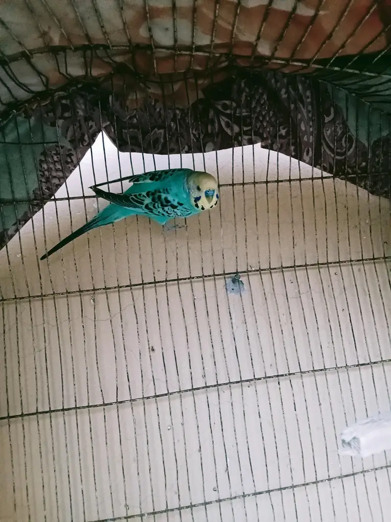 Breeder pairs for sale — photo 6