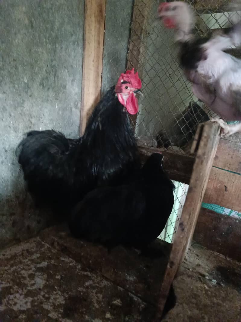 Fancy breeds 1