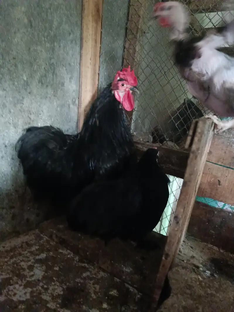 Fancy breeds — photo 2
