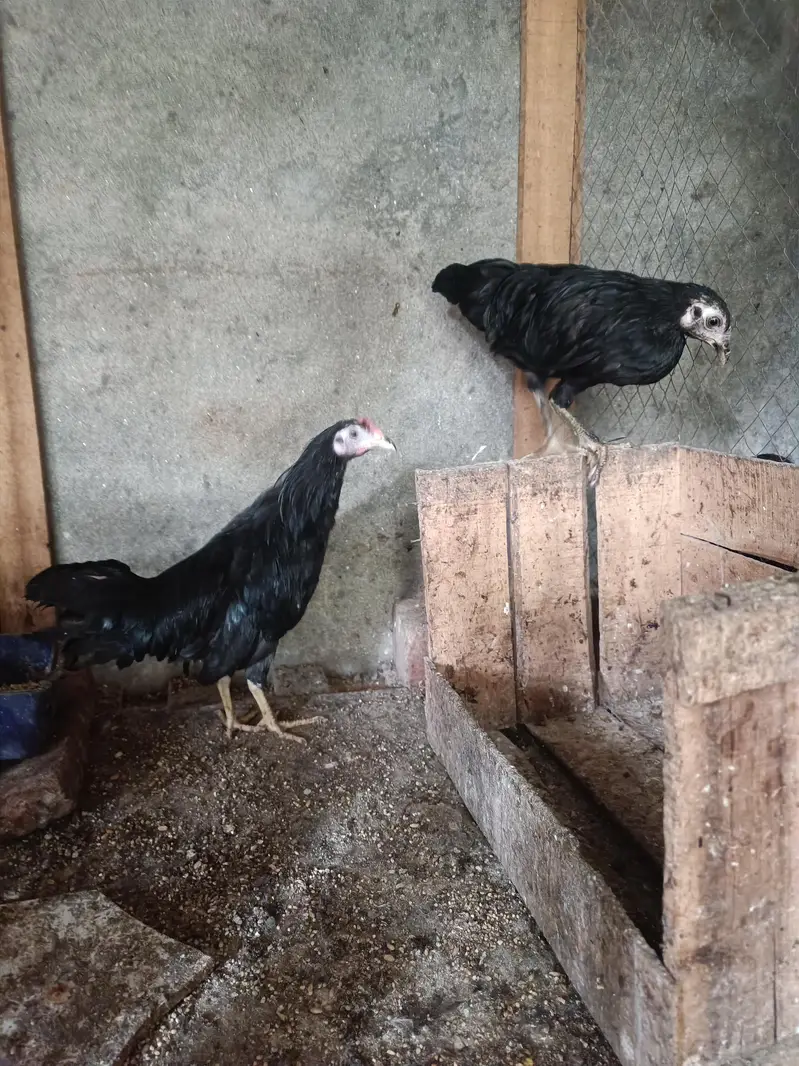 Fancy breeds — photo 3