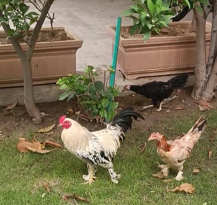 Fancy breeds 3