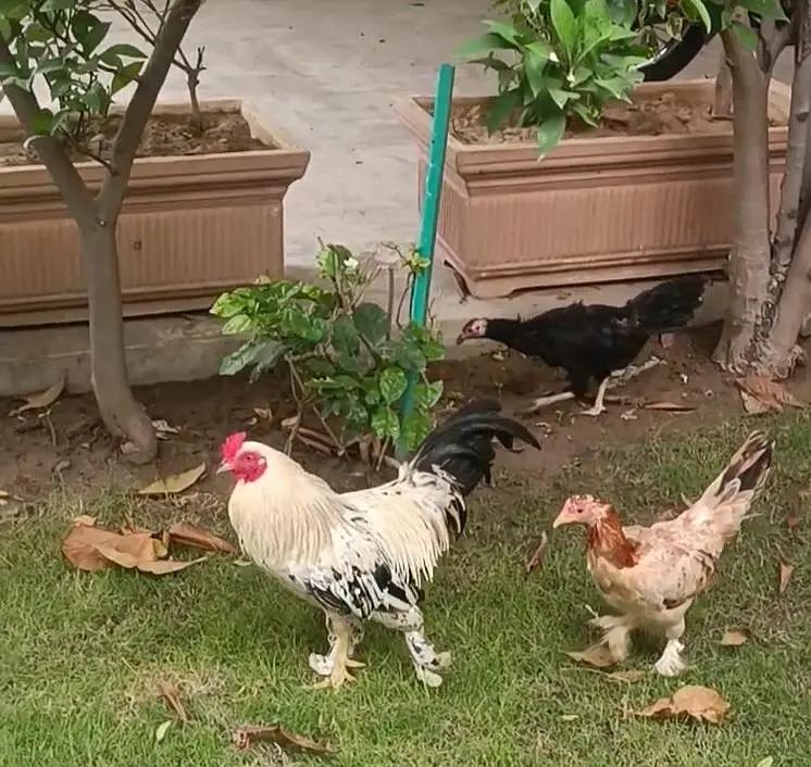 Fancy breeds — photo 4