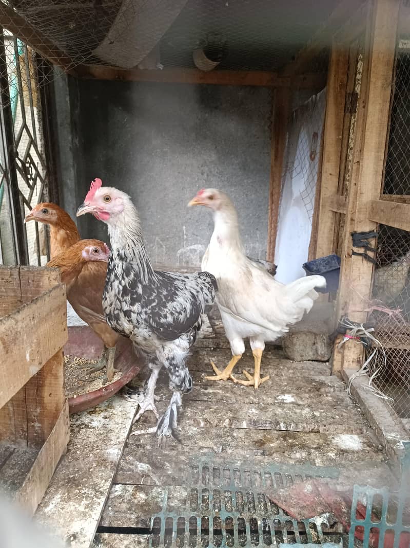 Fancy breeds 4