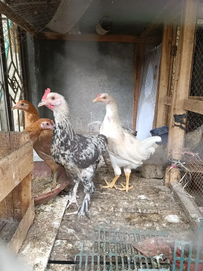 Fancy breeds — photo 5