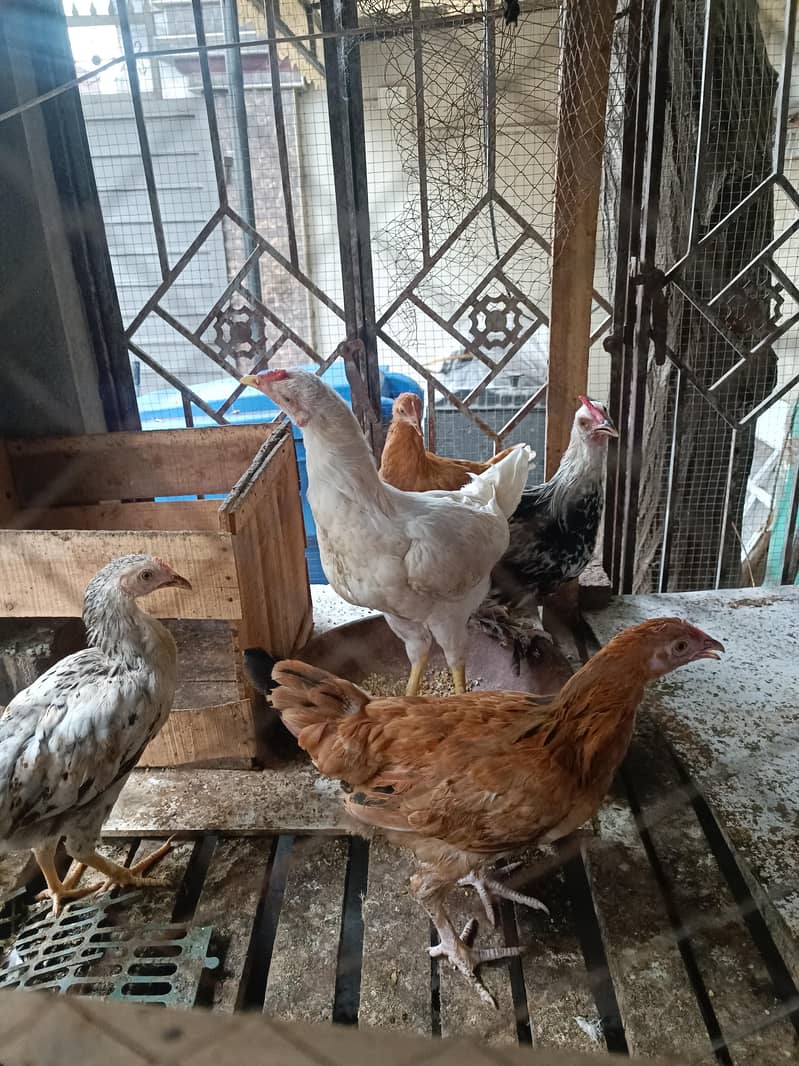 Fancy breeds 5