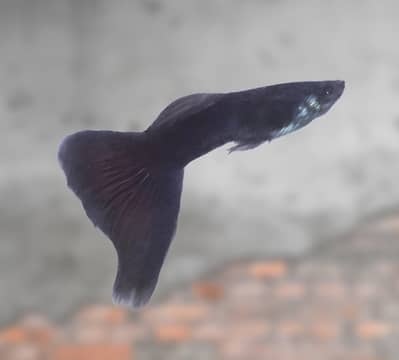 Black Moscow, Avatar Guppy, Shrimp All Color