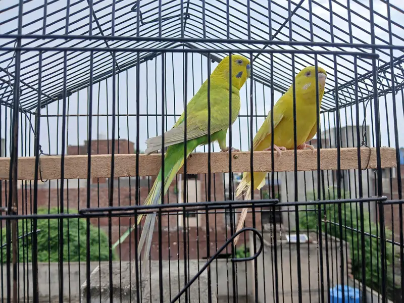 possible dun fellow working pair — photo 2