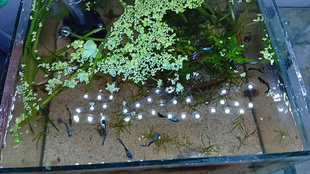 Cherry Shrimp, Avatar Guppy, Assassin Snail, 5