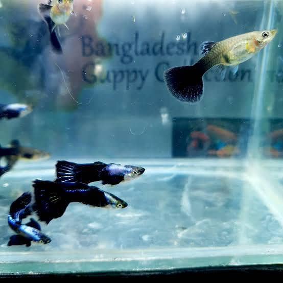 Cherry Shrimp, Avatar Guppy, Assassin Snail, 4