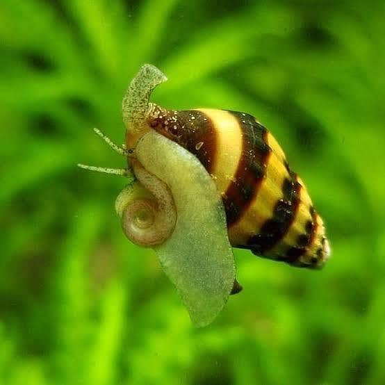 Cherry Shrimp, Avatar Guppy, Assassin Snail, 19