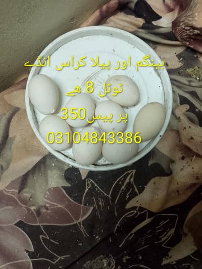 بینگم اور پیلا کراس