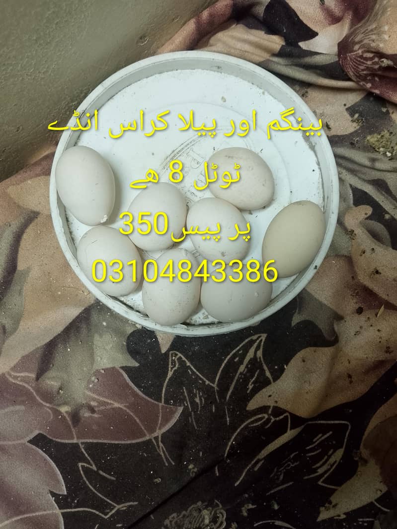 بینگم اور پیلا کراس 0