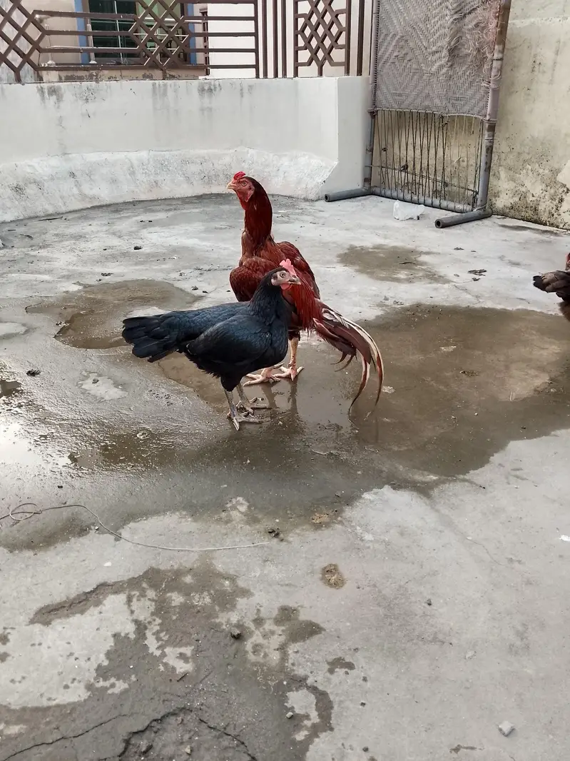 بینگم اور پیلا کراس — photo 2
