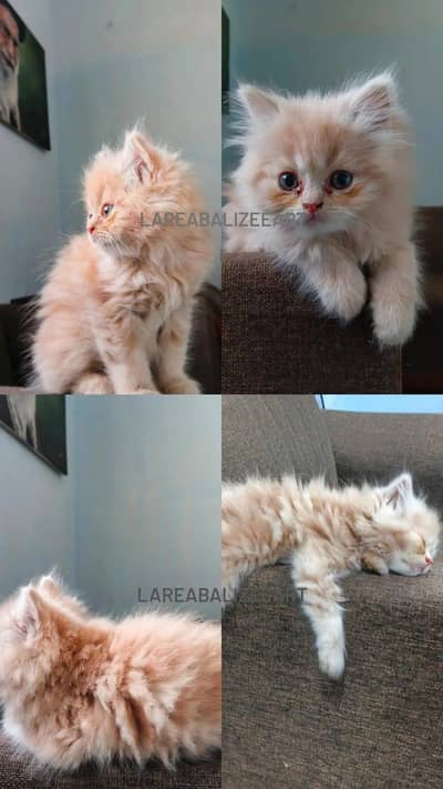 Persian Kitten