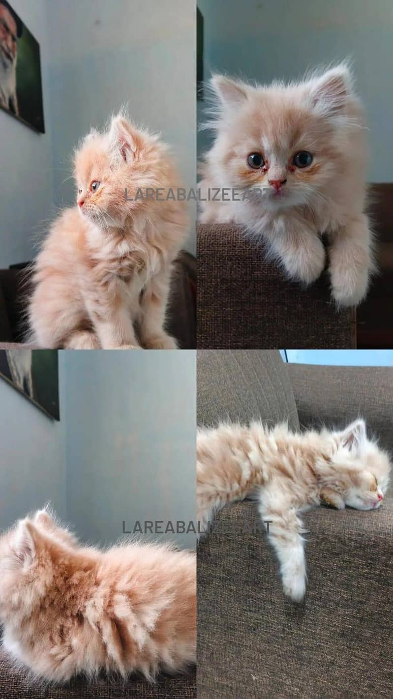 Persian Kitten 0