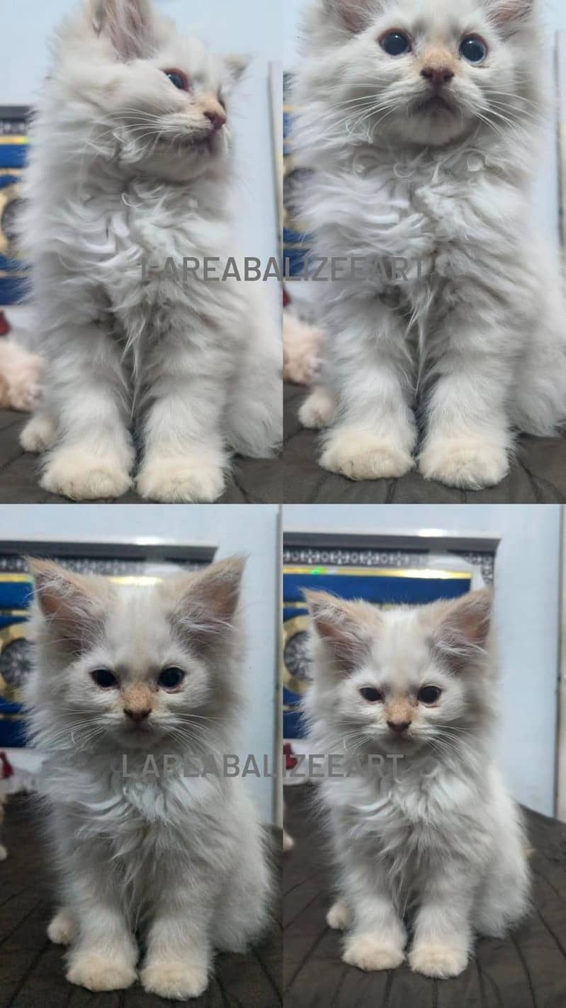 Persian Kitten 1