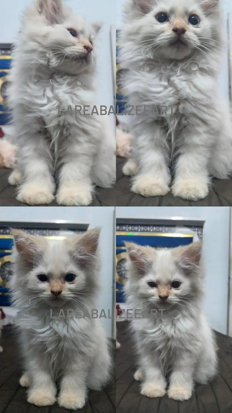 Persian Kitten — photo 2