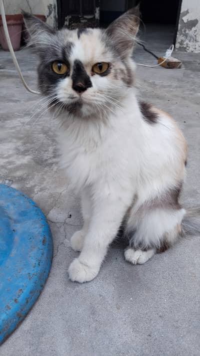 persian kitten