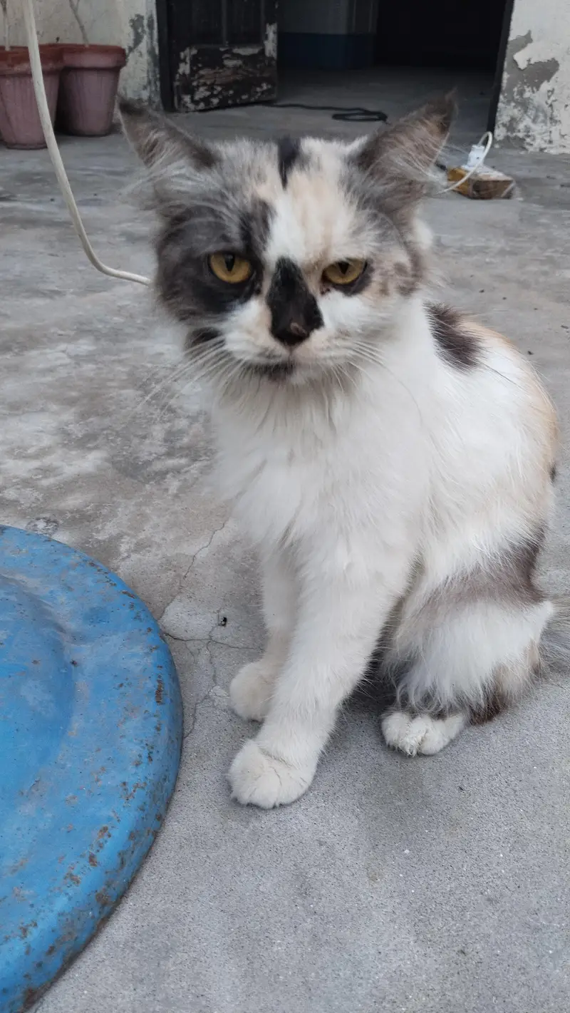 persian kitten — photo 2