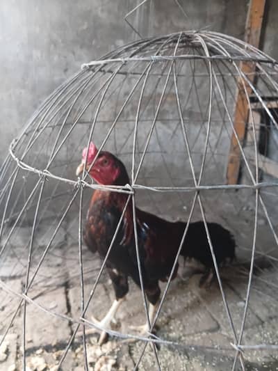 aseel mianwali for sale