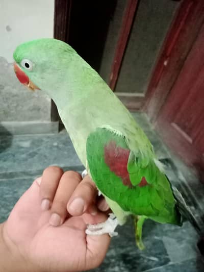 Female Raw Hand Tame
