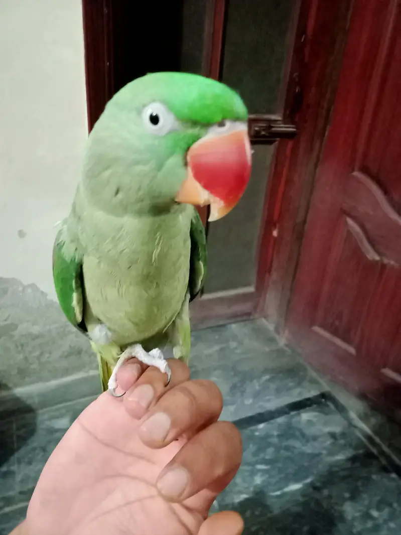 Female Raw Hand Tame — photo 2