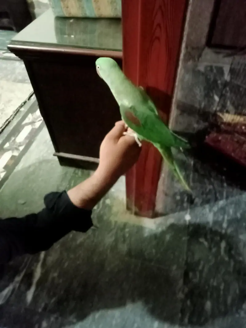 Female Raw Hand Tame — photo 3