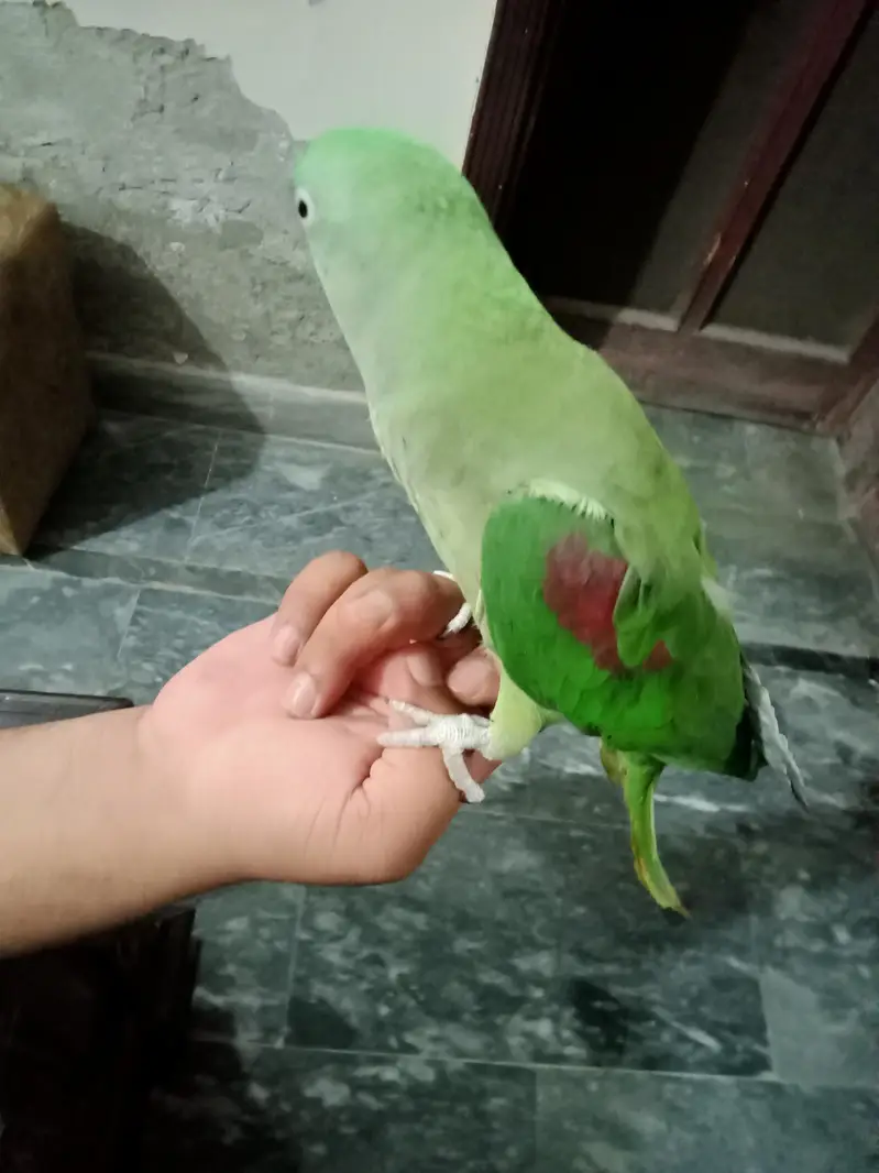 Female Raw Hand Tame — photo 4