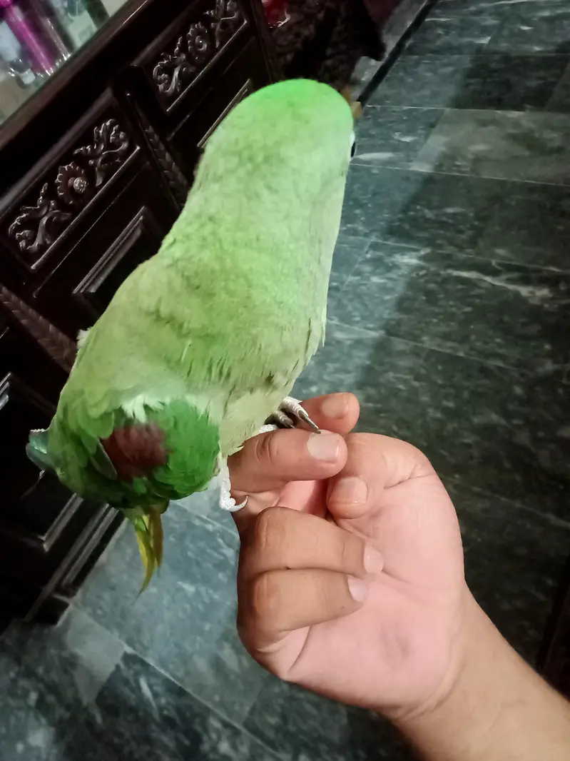 Female Raw Hand Tame — photo 5
