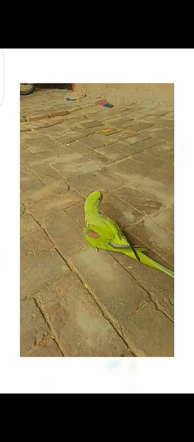 RAW PARROT