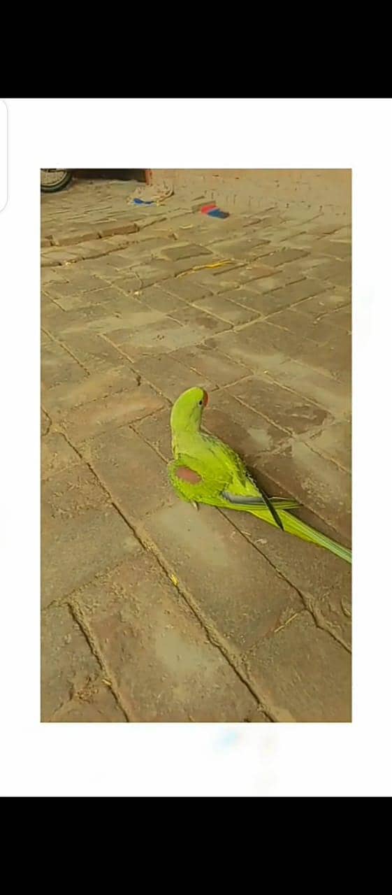 RAW PARROT 0