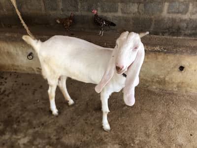 female goats for sale