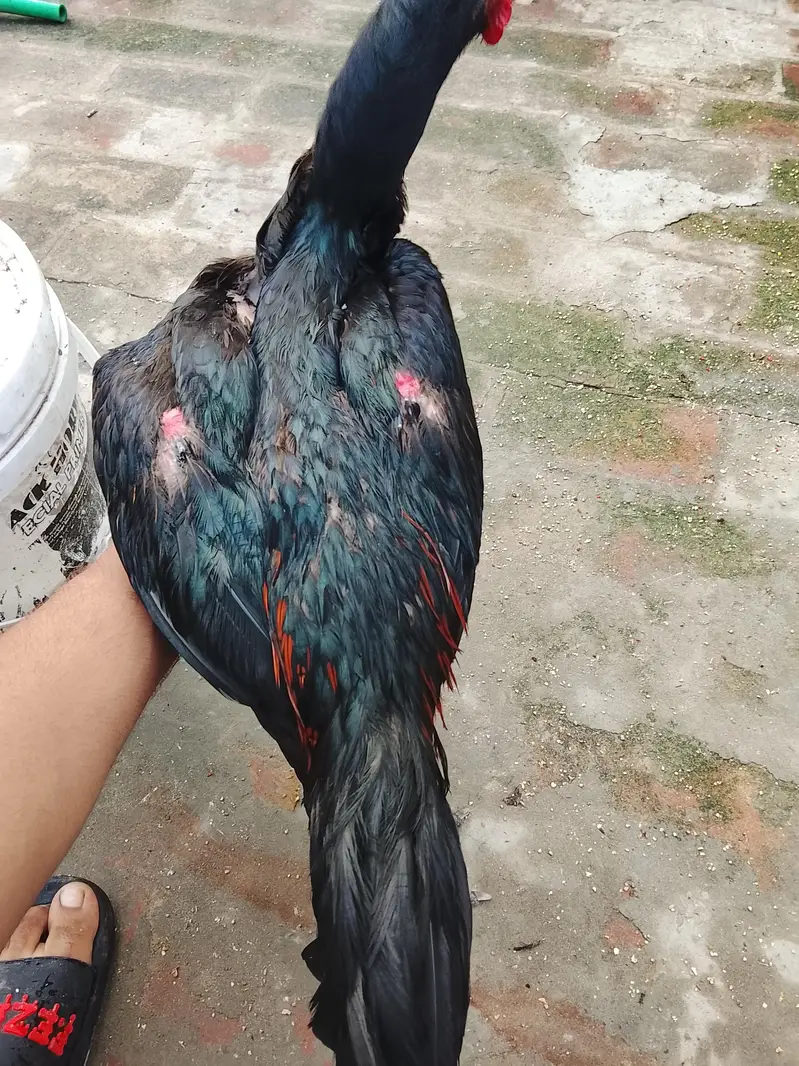aseel Thai phata — photo 6