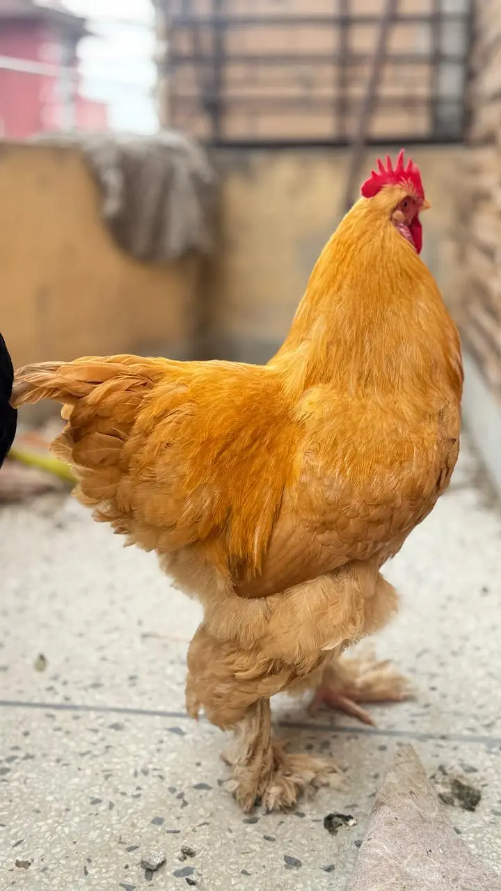 Golden Heavy Buff for Sale — photo 2