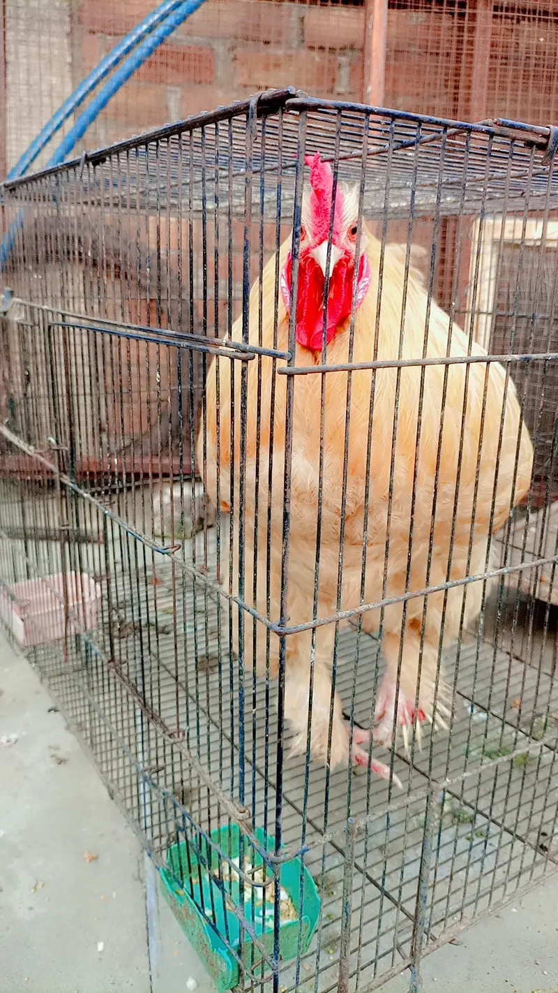 Golden Heavy Buff for Sale — photo 3