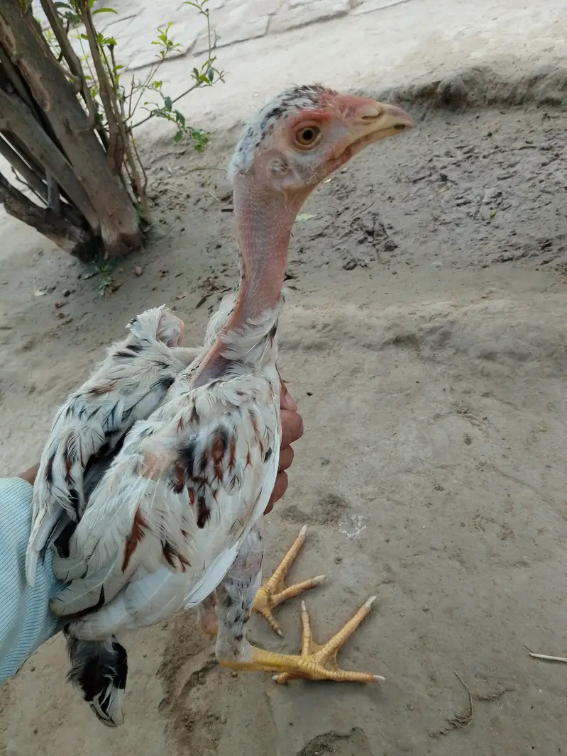 Only for interested peoples — photo 2