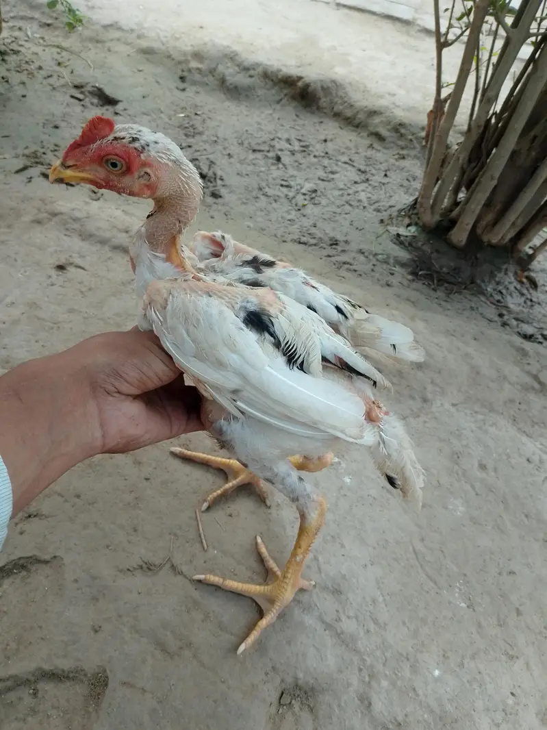 Only for interested peoples — photo 3