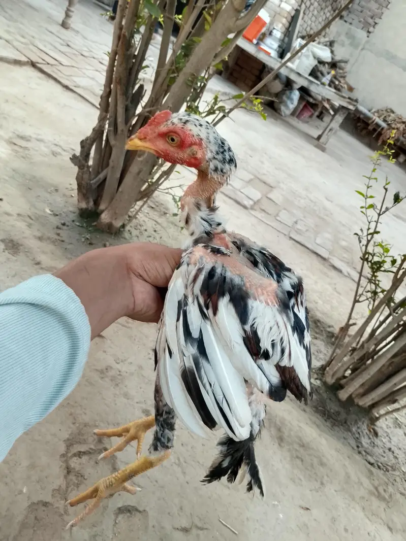 Only for interested peoples — photo 8