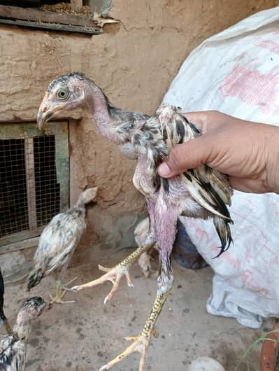 Aseel Chicks For Sale 03056348278
