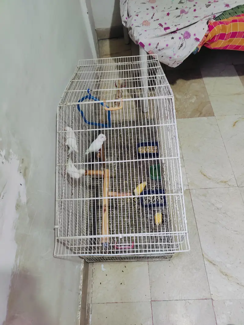 cage for birds — photo 5