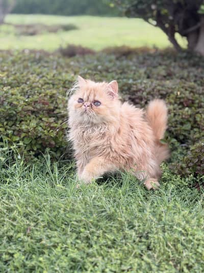 Peke face kitten