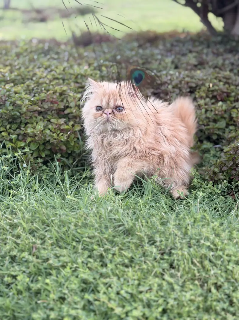 Peke face kitten — photo 2