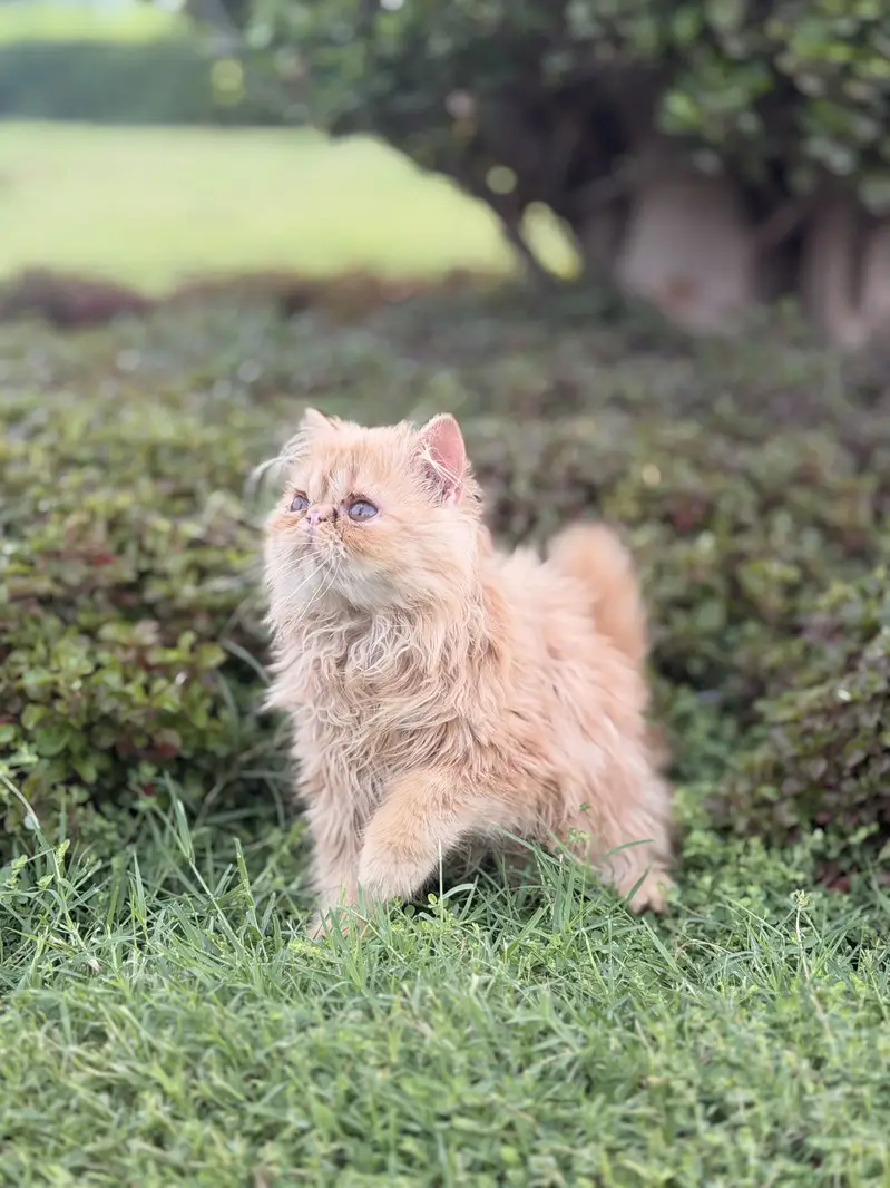 Peke face kitten — photo 3