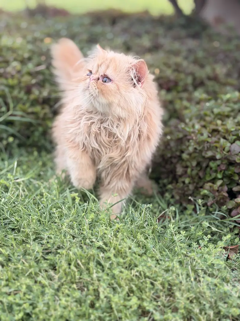 Peke face kitten — photo 4